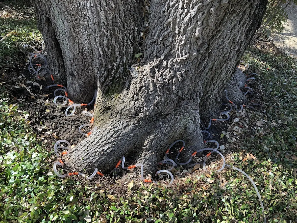 Detailed Tree Cabling and Bracing job site in Grand Bay