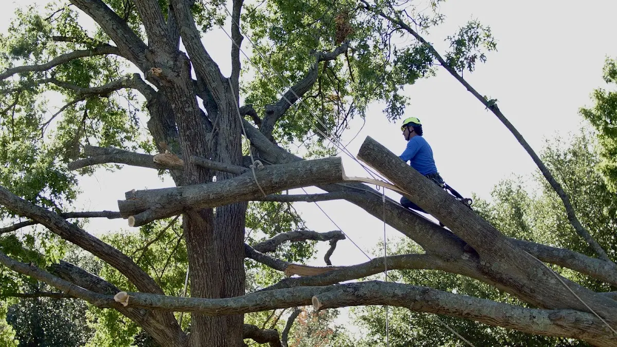 Professional Hazardous Tree Removal performed by certified arborists in Grand Bay