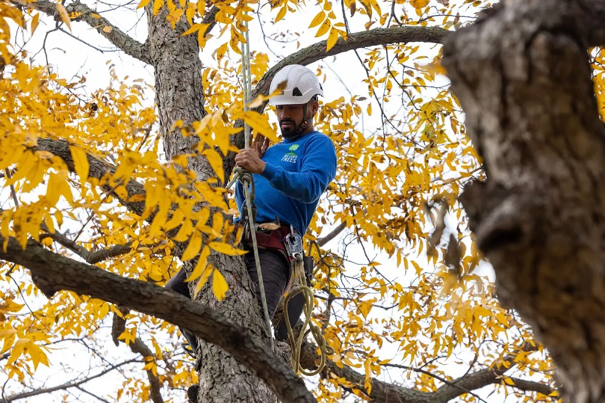 Skilled Tree Pruning crew working in Grand Bay