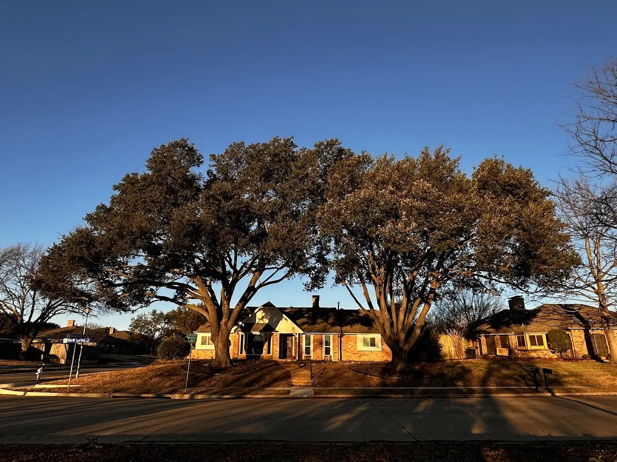 Established residential canopy tree shading a home in Grand Bay